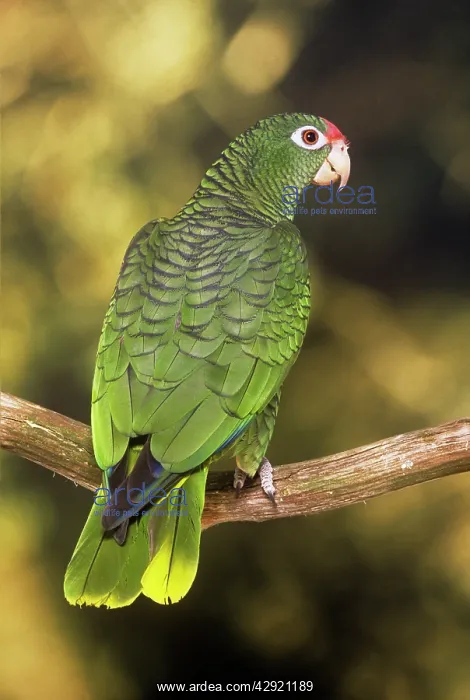 : Tucaman Amazon Parrot - male : Tucaman Amazon Parrot - male