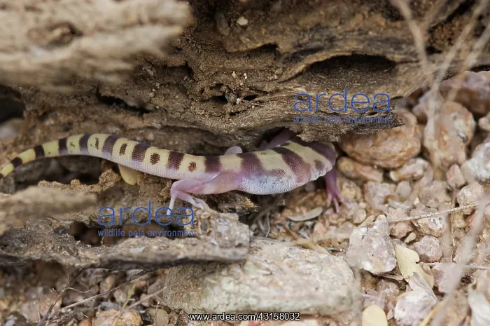 : Tucson banded gecko : Tucson banded gecko