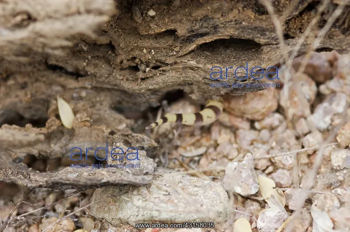 : Tucson banded gecko : Tucson banded gecko