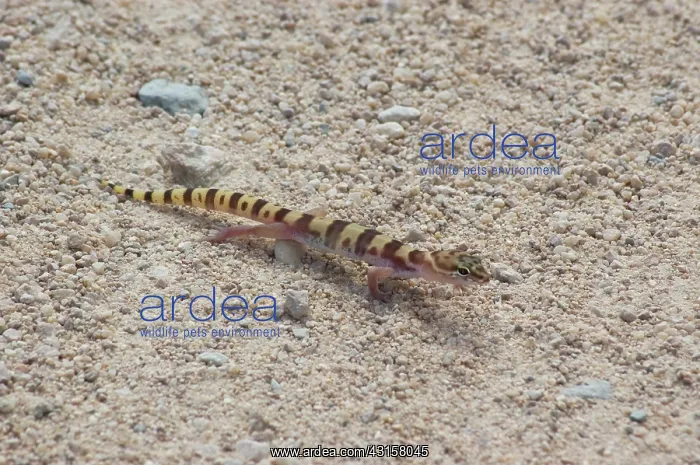 : Tucson banded gecko : Tucson banded gecko