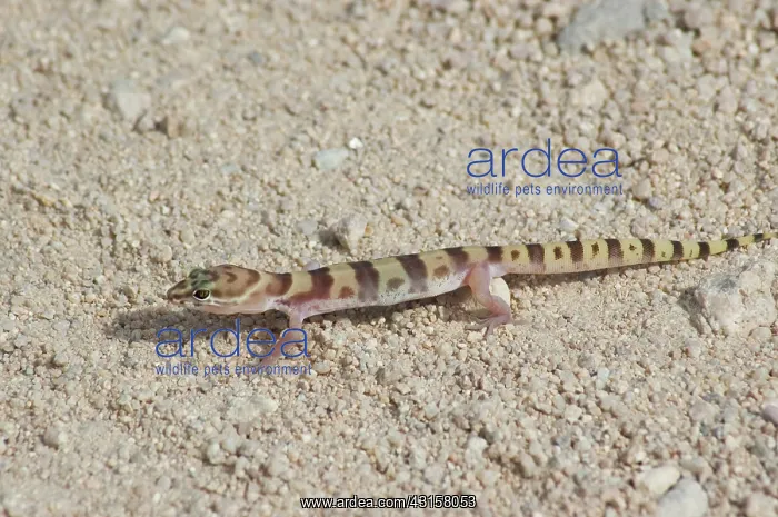 : Tucson banded gecko : Tucson banded gecko