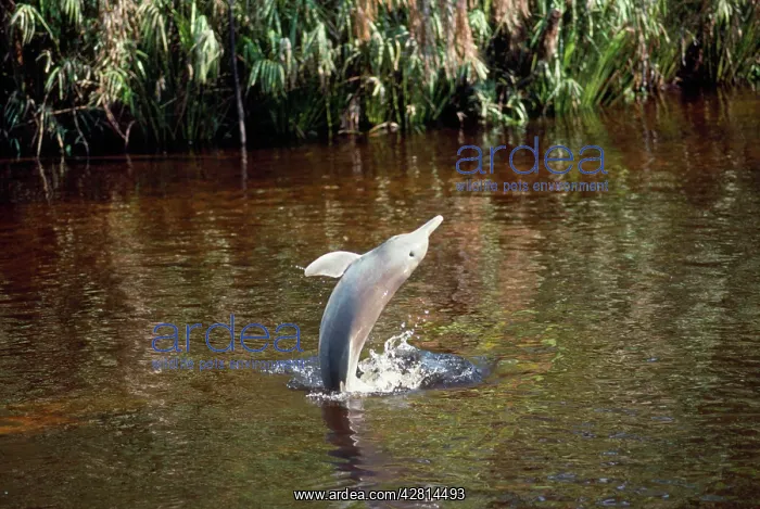: Tucuxi / Little Grey / Grey River Dolphin : Tucuxi / Little Grey / Grey River Dolphin
