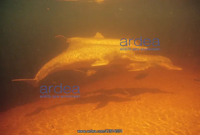 : Tucuxi / Little Grey / Grey River Dolphin : Tucuxi / Little Grey / Grey River Dolphin