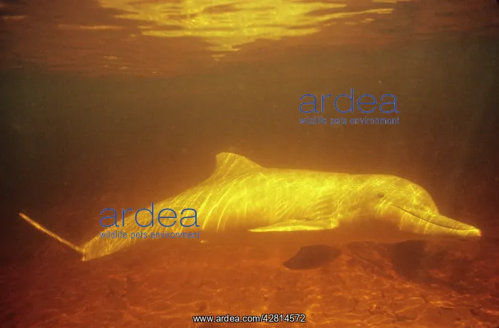 : Tucuxi / Little Grey / Grey River Dolphin : Tucuxi / Little Grey / Grey River Dolphin