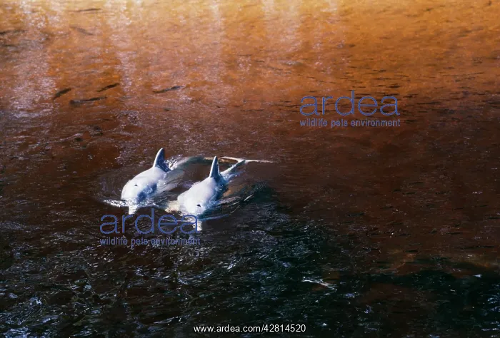 : Tucuxi / Little Grey River Dolphins - pair : Tucuxi / Little Grey River Dolphins - pair