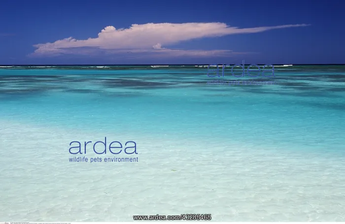 : Tuerkisfarbenes Meer, Punta Cana, Karibik, Dominikanische : Tuerkisfarbenes Meer, Punta Cana, Karibik, Dominikanische