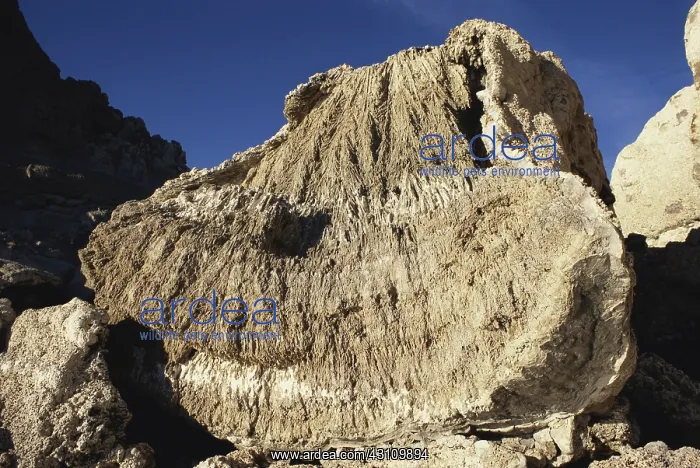 : Tufa Boulder, Nevada : Tufa Boulder, Nevada