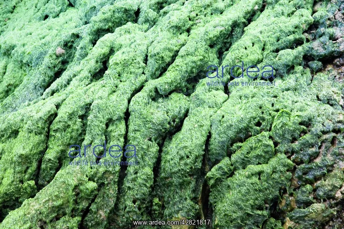 : Tufa - covered with algae : Tufa - covered with algae