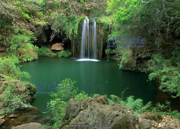 : Tufa fall with laguna and lush rainforest vegetation : Tufa fall with laguna and lush rainforest vegetation