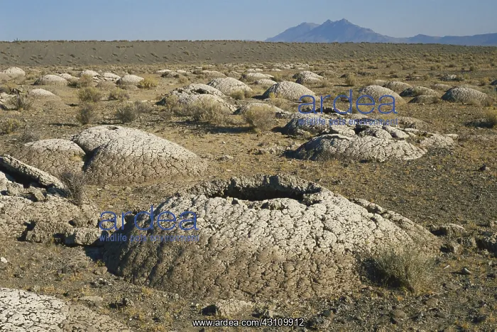: Tufa Formations, Nevada : Tufa Formations, Nevada