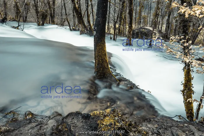 : Tufs waterfall in winter, Jura, France : Tufs waterfall in winter, Jura, France