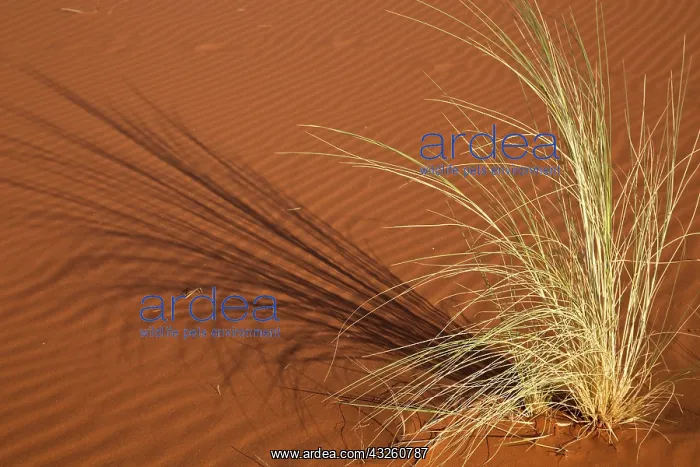 : Tuft of grass forms shadow on sand, Namib : Tuft of grass forms shadow on sand, Namib