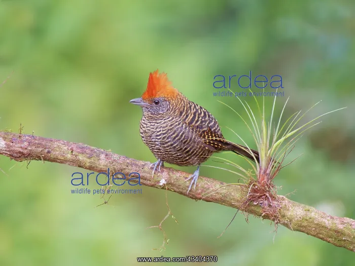 : Tufted Antshrike female Mackenziaena severa Atlantic : Tufted Antshrike female Mackenziaena severa Atlantic
