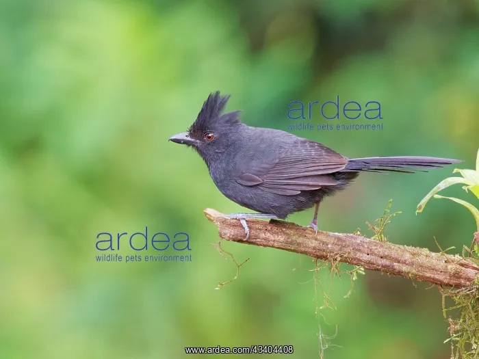 : Tufted Antshrike male Mackenziaena severa Atlantic : Tufted Antshrike male Mackenziaena severa Atlantic