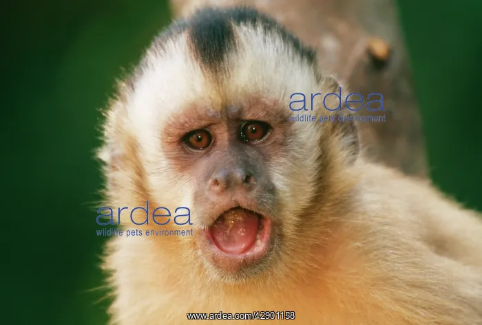 : Tufted / Black-capped / Brown CAPUCHIN MONKEY - : Tufted / Black-capped / Brown CAPUCHIN MONKEY -