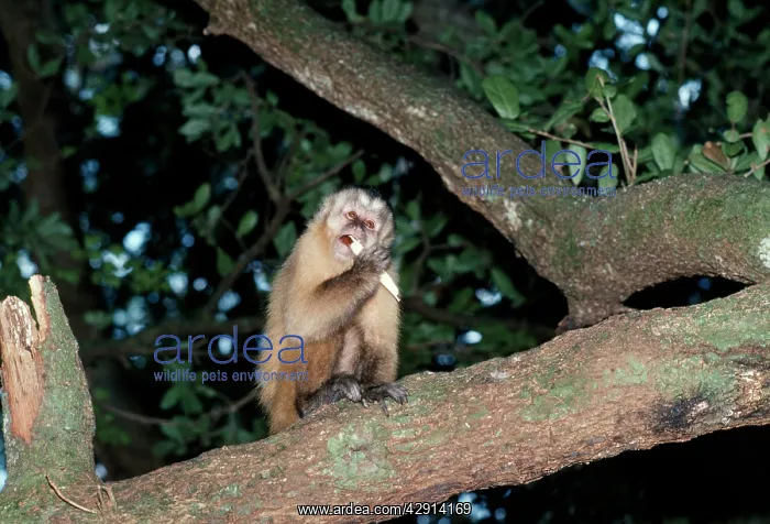 : Tufted / Black-capped / Brown CAPUCHIN MONKEY : Tufted / Black-capped / Brown CAPUCHIN MONKEY