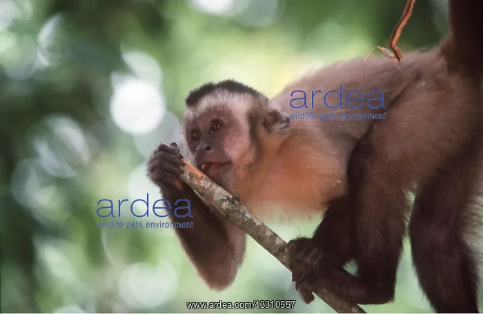 : Tufted / Black-capped / Brown CAPUCHIN MONKEY - on branch : Tufted / Black-capped / Brown CAPUCHIN MONKEY - on branch