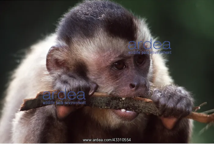 : Tufted / Black-capped / Brown CAPUCHIN MONKEY - chewing bark : Tufted / Black-capped / Brown CAPUCHIN MONKEY - chewing bark