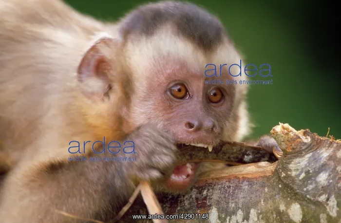 : Tufted / Black-capped / Brown CAPUCHIN MONKEY - CHEWS BARK : Tufted / Black-capped / Brown CAPUCHIN MONKEY - CHEWS BARK