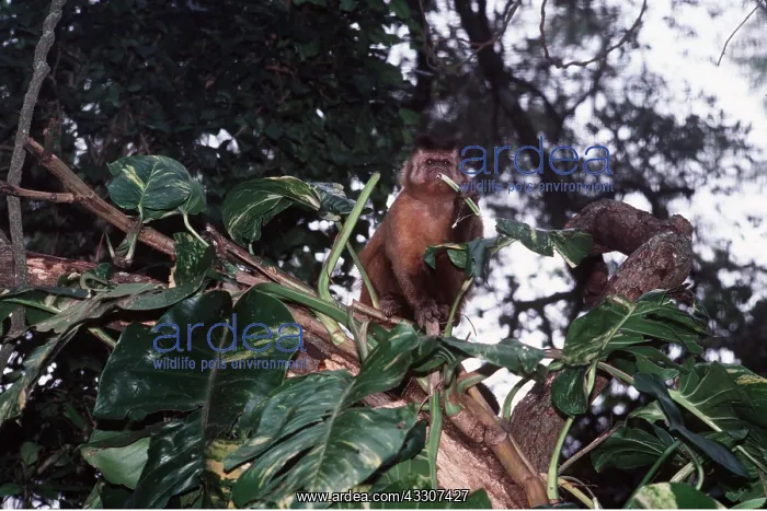 : Tufted / Black-capped / Brown CAPUCHIN MONKEY - in tree : Tufted / Black-capped / Brown CAPUCHIN MONKEY - in tree