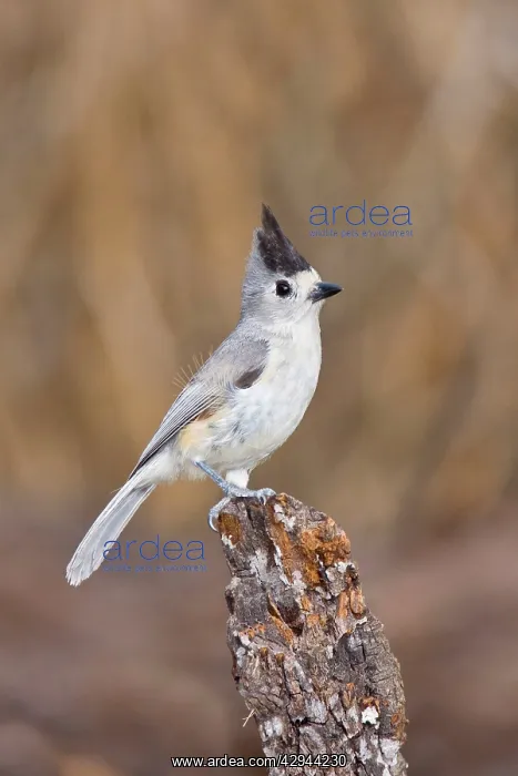 : Tufted / Black-crested / Mexican Titmouse : Tufted / Black-crested / Mexican Titmouse