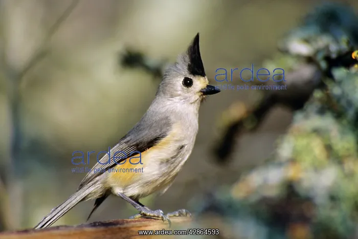 : Tufted / Black-crested Titmouse : Tufted / Black-crested Titmouse