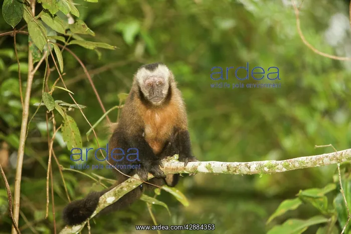 : Tufted / Brown / Black-capped Capuchin - in tree : Tufted / Brown / Black-capped Capuchin - in tree