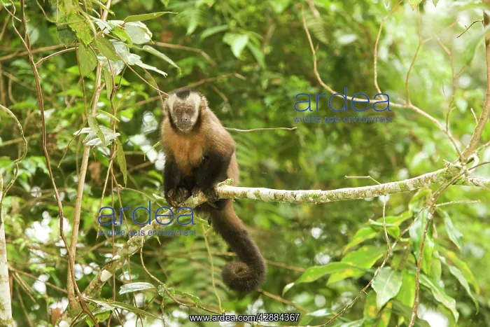 : Tufted / Brown / Black-capped Capuchin - in tree : Tufted / Brown / Black-capped Capuchin - in tree