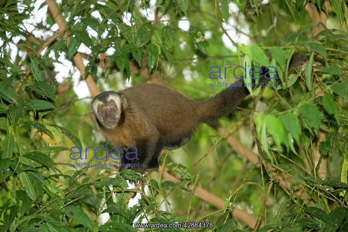 : Tufted / Brown / Black-capped Capuchin - in tree : Tufted / Brown / Black-capped Capuchin - in tree
