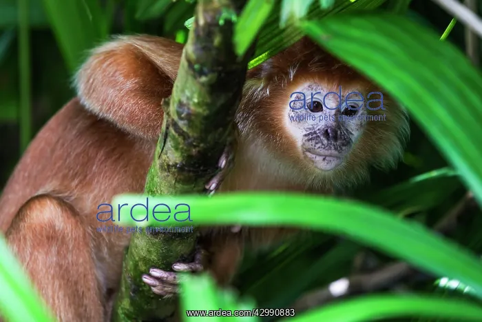 : Tufted / Brown Capuchin : Tufted / Brown Capuchin