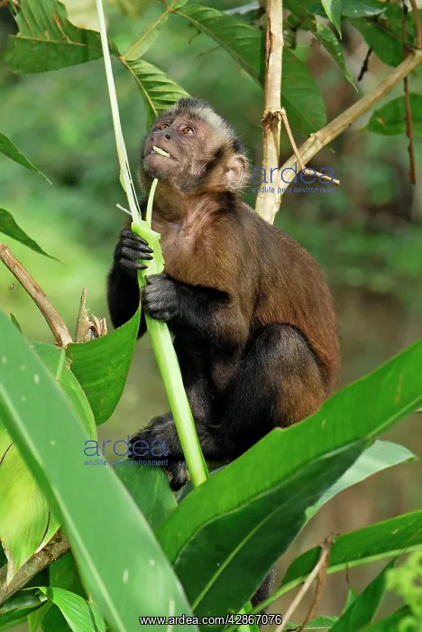 : Tufted Capuchin / Brown Capuchin : Tufted Capuchin / Brown Capuchin