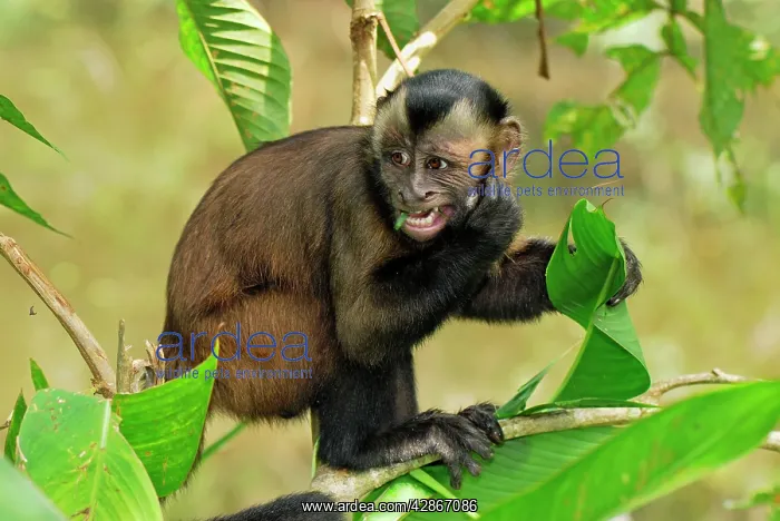 : Tufted Capuchin / Brown Capuchin : Tufted Capuchin / Brown Capuchin
