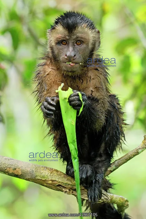 : Tufted Capuchin / Brown Capuchin : Tufted Capuchin / Brown Capuchin