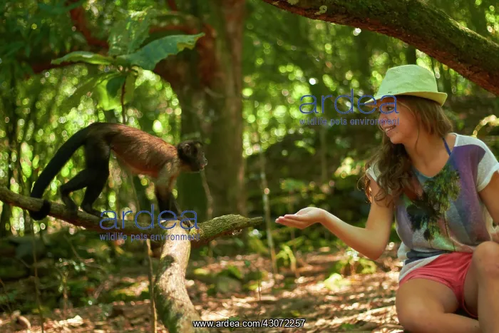 : Tufted Capuchin, Brown Capuchin, Black-capped Capuchin : Tufted Capuchin, Brown Capuchin, Black-capped Capuchin