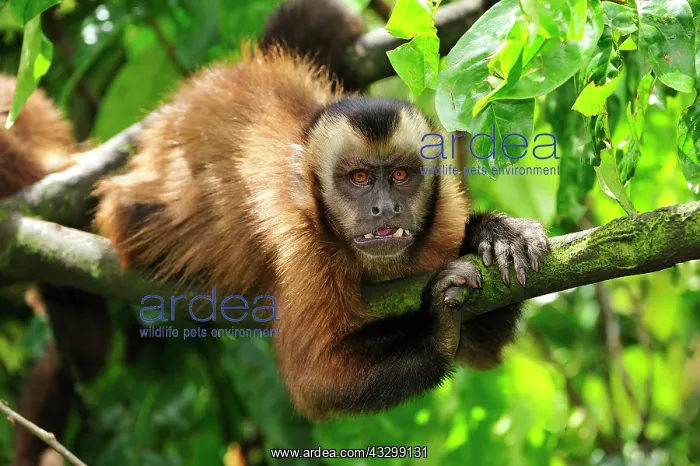 : Tufted Capuchin / Brown Capuchin / Black-capped : Tufted Capuchin / Brown Capuchin / Black-capped