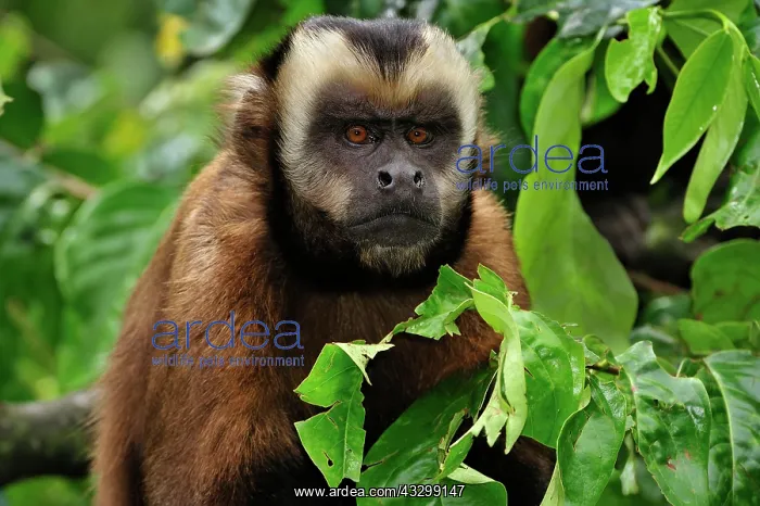 : Tufted Capuchin / Brown Capuchin / Black-capped : Tufted Capuchin / Brown Capuchin / Black-capped
