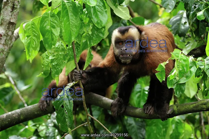 : Tufted Capuchin / Brown Capuchin / Black-capped : Tufted Capuchin / Brown Capuchin / Black-capped