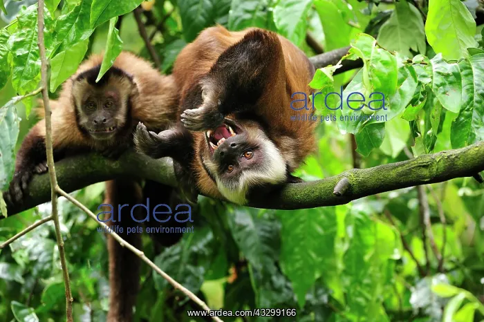 : Tufted Capuchin / Brown Capuchin / Black-capped : Tufted Capuchin / Brown Capuchin / Black-capped