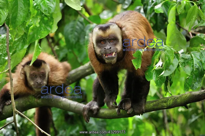 : Tufted Capuchin / Brown Capuchin / Black-capped : Tufted Capuchin / Brown Capuchin / Black-capped