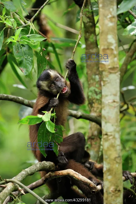: Tufted Capuchin / Brown Capuchin / Black-capped : Tufted Capuchin / Brown Capuchin / Black-capped