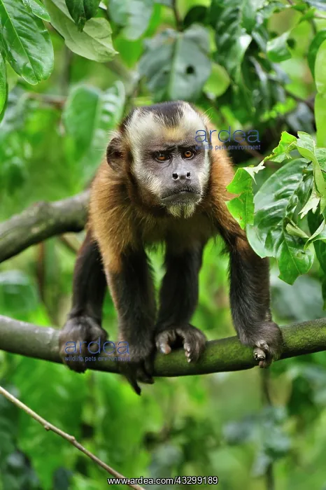 : Tufted Capuchin / Brown Capuchin / Black-capped : Tufted Capuchin / Brown Capuchin / Black-capped