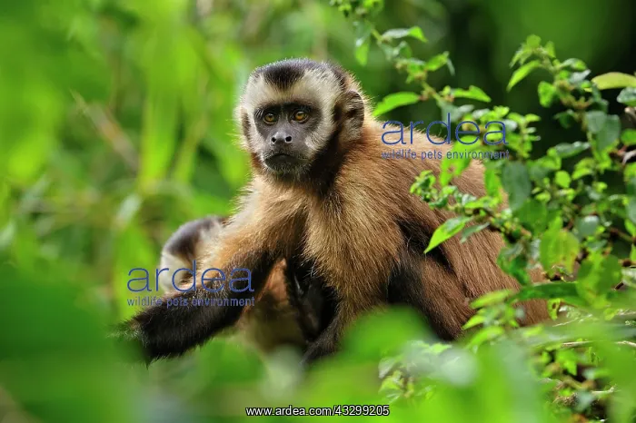 : Tufted Capuchin / Brown Capuchin / Black-capped : Tufted Capuchin / Brown Capuchin / Black-capped