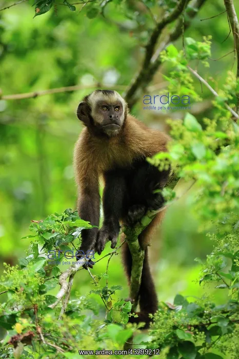 : Tufted Capuchin / Brown Capuchin / Black-capped : Tufted Capuchin / Brown Capuchin / Black-capped