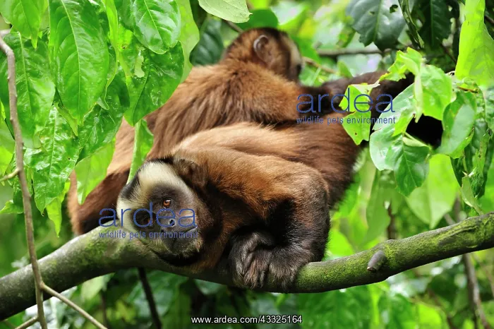 : Tufted Capuchin / Brown Capuchin / Black-capped : Tufted Capuchin / Brown Capuchin / Black-capped