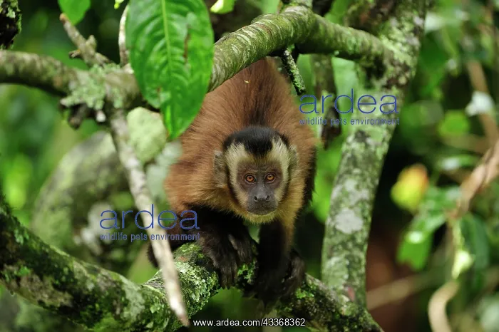 : Tufted Capuchin / Brown Capuchin / Black-capped : Tufted Capuchin / Brown Capuchin / Black-capped