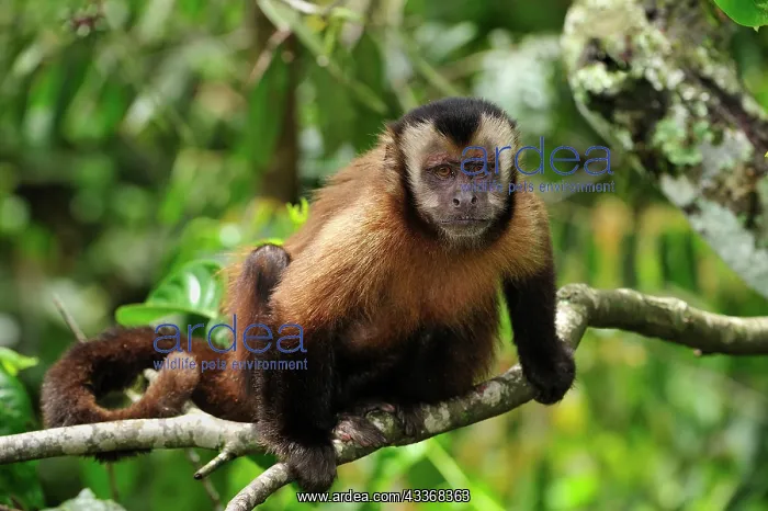 : Tufted Capuchin / Brown Capuchin / Black-capped : Tufted Capuchin / Brown Capuchin / Black-capped