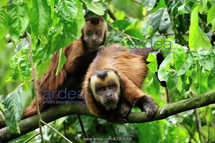 : Tufted Capuchin / Brown Capuchin / Black-capped : Tufted Capuchin / Brown Capuchin / Black-capped