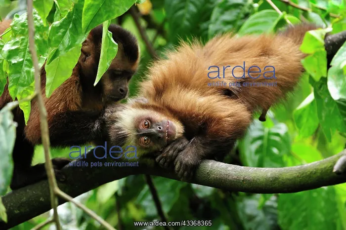 : Tufted Capuchin / Brown Capuchin / Black-capped : Tufted Capuchin / Brown Capuchin / Black-capped