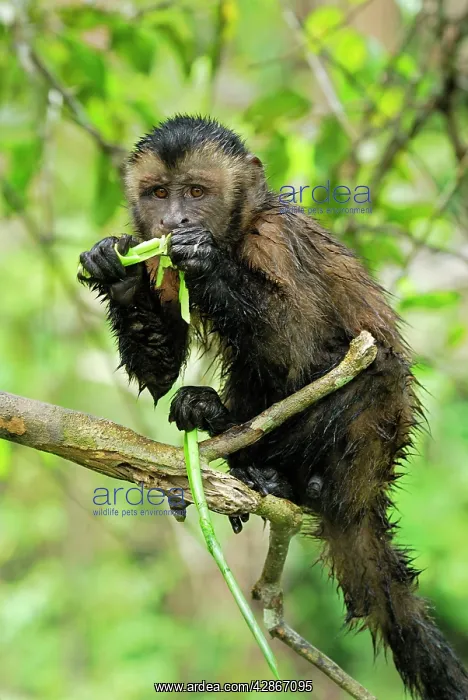  : Tufted Capuchin  /  Brown Capuchin - feeding