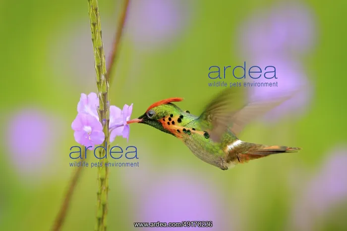 : Tufted Coquette, colourful hummingbird with orange crest and collar in the green and violet flower habitat : Tufted Coquette, colourful hummingbird with orange crest and collar in the green and violet flower habitat